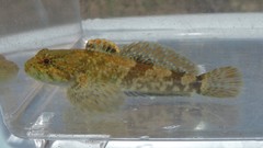 Cottus caeruleomentum