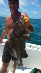 Mycteroperca microlepis