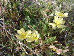 Oenothera primiveris primiveris