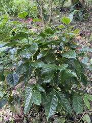 Coffea arabica image