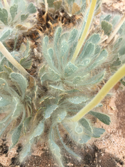 Arctomecon californica