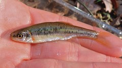 Clinostomus funduloides