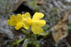 Utricularia radiata