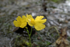 Utricularia radiata