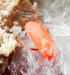 Spilostethus pandurus elegans