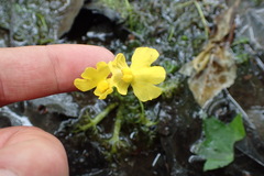 Utricularia radiata