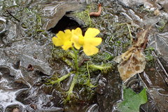 Utricularia radiata