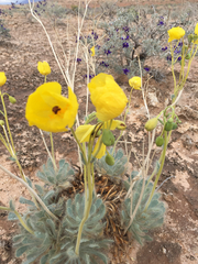 Arctomecon californica