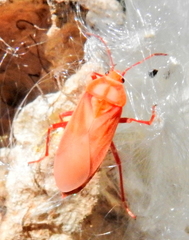 Spilostethus pandurus elegans