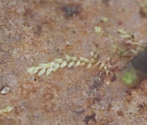 Cololejeunea hillebrandii