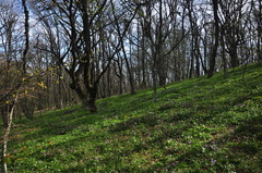 Cardamine quinquefolia