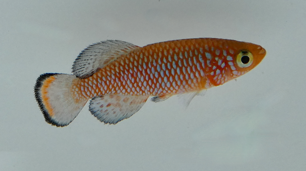 Bluefin Notho