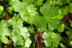 Hydrocotyle batrachium