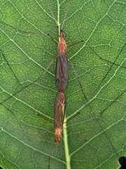 Nephrotoma suturalis