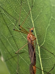 Nephrotoma suturalis