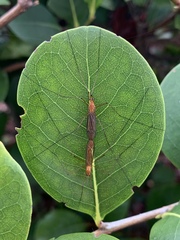 Nephrotoma suturalis