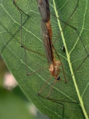 Nephrotoma suturalis