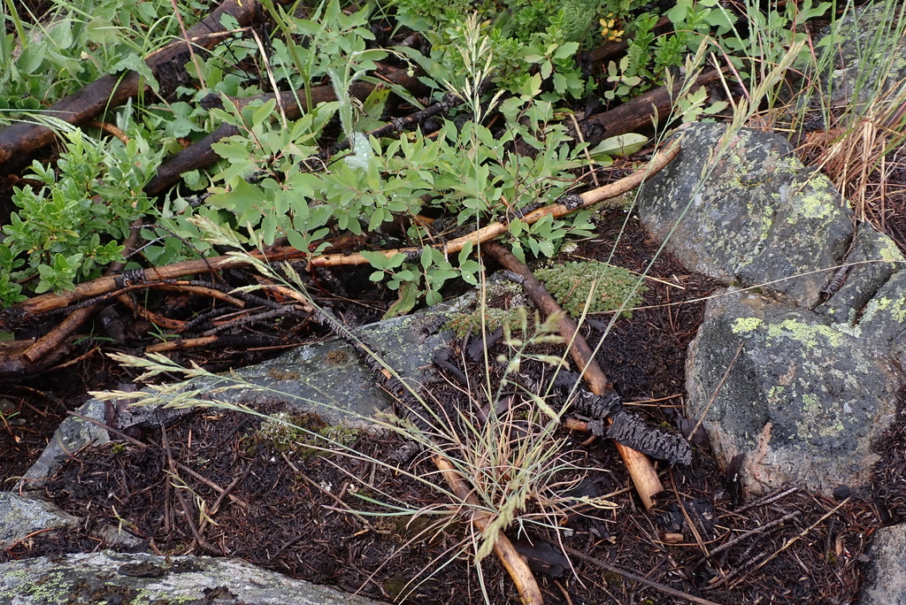 Pine bluegrass from Kootenay Boundary, BC, Canada on June 10, 2023 at ...