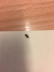 Anthocoridae
