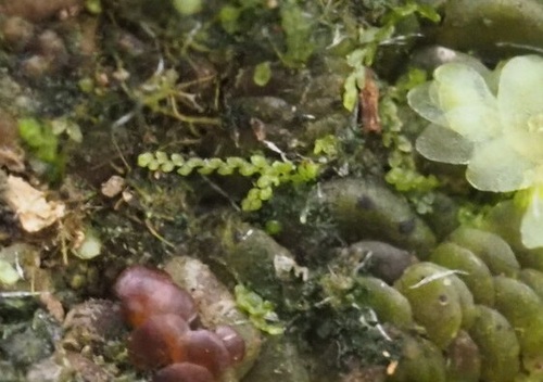 Metalejeunea cucullata