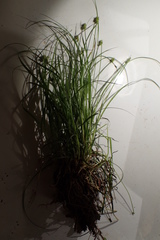 Carex leavenworthii
