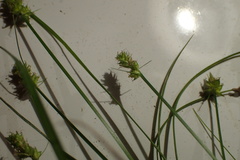 Carex leavenworthii