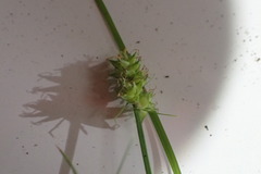 Carex leavenworthii