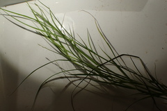 Carex longii