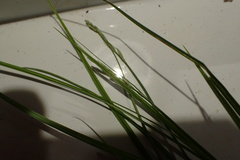 Carex longii