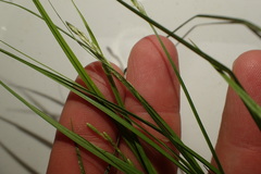 Carex longii