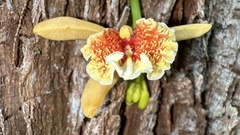 Vanilla orchid (Pseudovanilla)