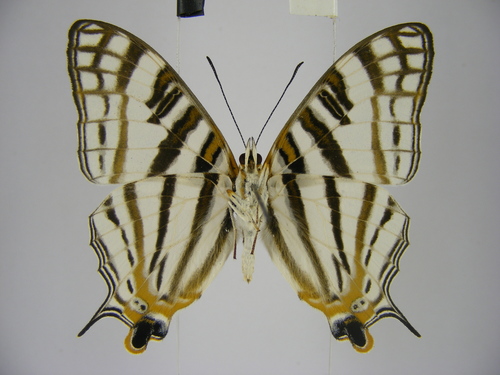 African Map Butterfly
