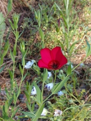 Linum grandiflorum