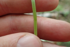 Isoetes melanopoda