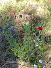 Linum grandiflorum