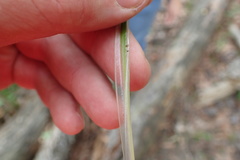 Isoetes melanopoda