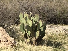 Opuntia cacanapa