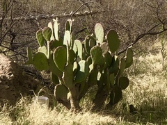 Opuntia cacanapa