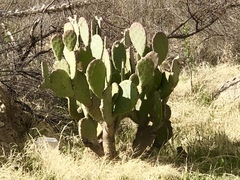 Opuntia cacanapa