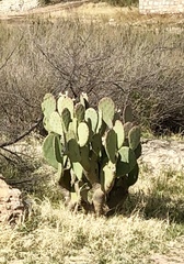 Opuntia cacanapa