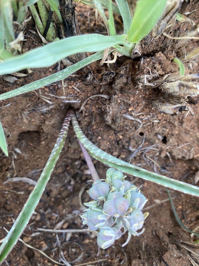 Ledebouria glauca, Thabo Mbeki Street, Polokwane, LP, ZA