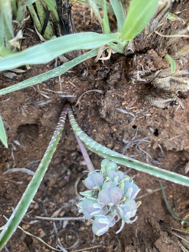 Ledebouria glauca