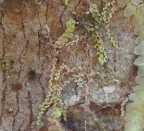 Microlejeunea lunulatiloba