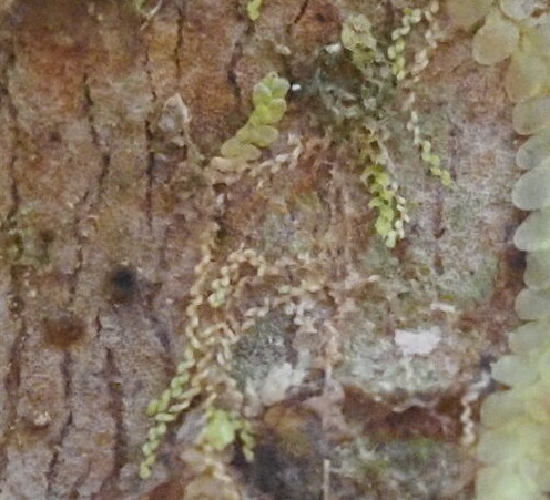 Microlejeunea lunulatiloba