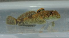 Cottus caeruleomentum