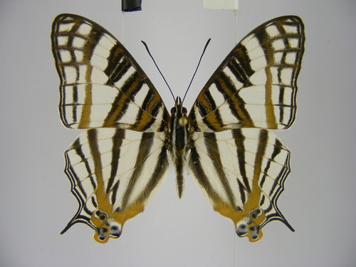 African Map Butterfly