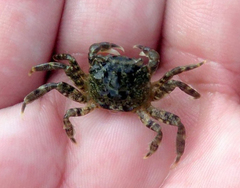 Cyrtograpsus
