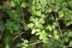 Symphoricarpos albus albus