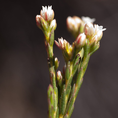 Euchaetis