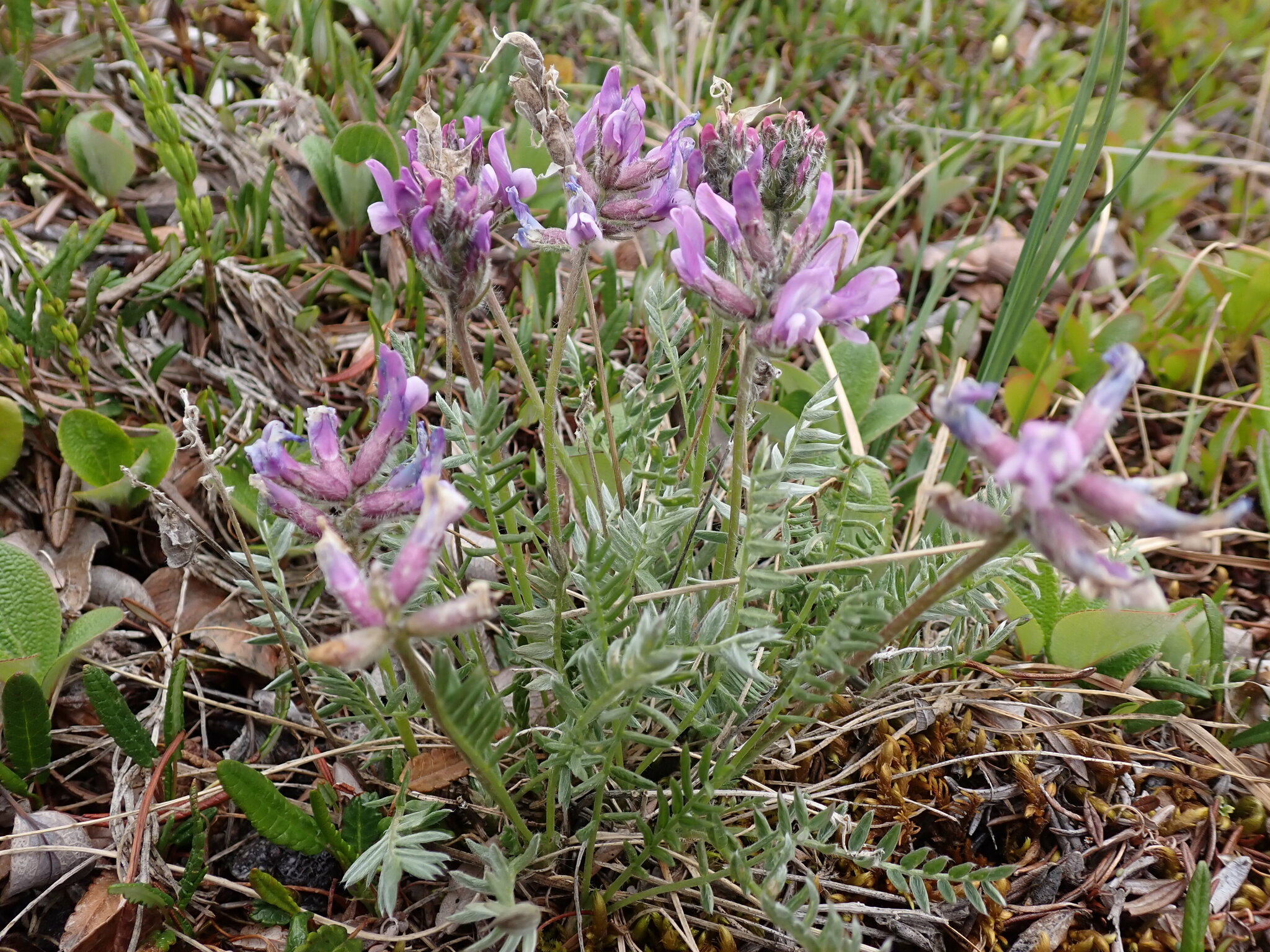 Oxytropis campestris var. roaldii